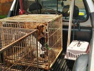 As duas cachorras resgatadas pela Guarda e CCZ em Dourados (Foto: Divulgação)