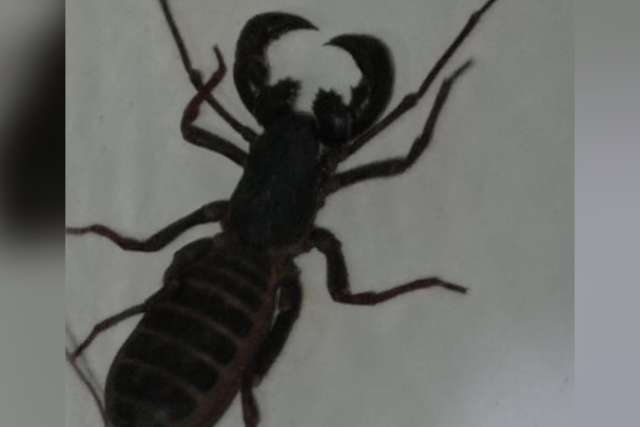 Infesta&ccedil;&atilde;o de todo tipo de escorpi&atilde;o p&otilde;e medo na Nova Campo Grande