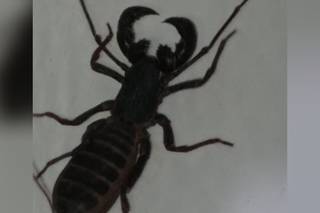 &#39;Escorpião vinagre&#39; encontrado por moradora dentro de casa. (Foto: Arquivo Pessoal)