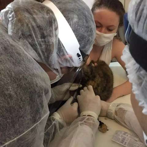 Equipe come&ccedil;a a coletar amostras para avaliar covid em c&atilde;es e gatos 