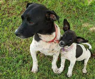 Mãe e filha são as cadelinhas resgatadas e que agora viraram dupla de mascotes e &#34;colaboradoras caninas&#34; de empresa no município de Maracaju (Foto: Divulgação/Fundação MS)
