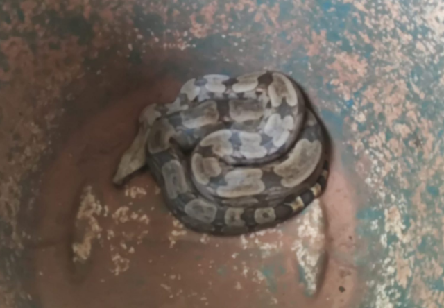 Serpente de 2 metros &eacute; capturada em galinheiro de quintal de casa