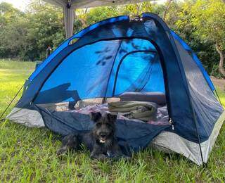 Ap&oacute;s ser adotado, c&atilde;o fica famoso se aventurando em skate e cachoeira