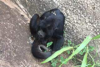 Com bra&ccedil;o quebrado, macaco &eacute; resgatado por moradora na Popular