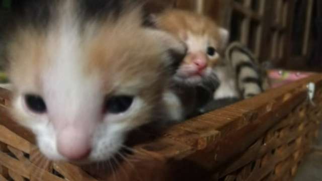 CCZ realiza feira de ado&ccedil;&atilde;o de gatos no pr&oacute;ximo s&aacute;bado