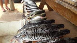 Em tr&ecirc;s meses, PMA aplica R$ 62 mil em multas e apreende 295 kg de pescado