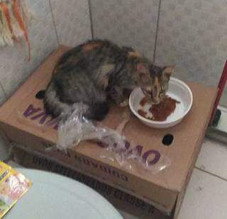 Gato abandonado foi resgatado e alimentado por protetora. (Foto: Direto das Ruas)