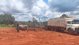 Cabeças de gado vendidas por gerente de fazenda estavam em curral na propriedade do suspeito. (Foto: Polícia Civil)