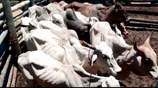 Animais furtados que seriam vendidos por capataz de fazenda em Corumbá (Divulgação/Polícia Civil)