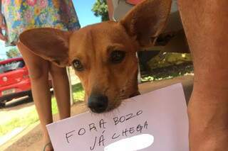 Durante protesto contra Bolsonaro, até o cão foi &#34;usado&#34; para segurar cartaz (Foto: Direto das Ruas)
