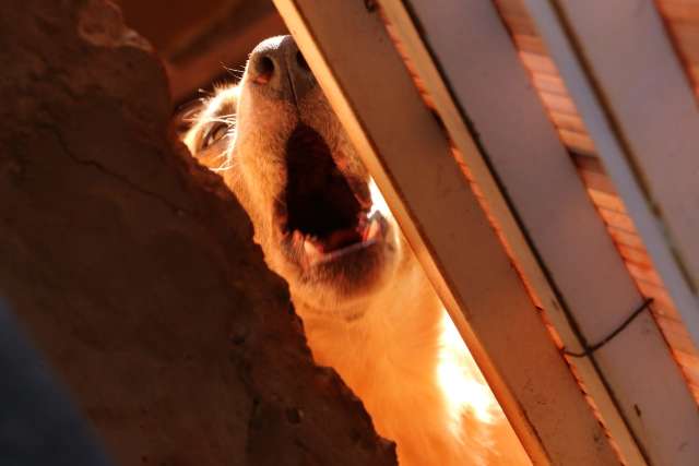 Crian&ccedil;a de 4 anos &eacute; atacada por c&atilde;o e socorrida com sangramento no rosto