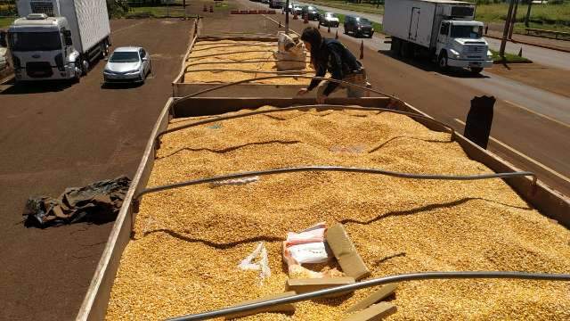 Pol&iacute;cia apreende outra grande carga de maconha em caminh&atilde;o de gr&atilde;os