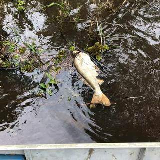 Morte de peixes no Rio Ivinhema preocupa e &eacute; investigada pelo Imasul