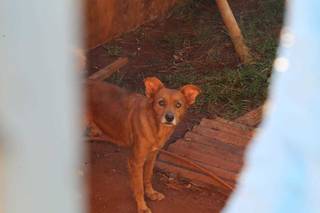 Crian&ccedil;a de 4 anos &eacute; atacada por c&atilde;o e socorrida com sangramento no rosto
