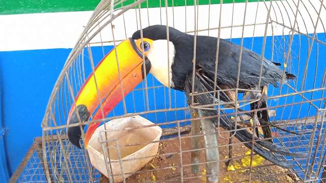 Tucano com asa fraturada &eacute; resgatado ap&oacute;s cair em p&aacute;tio de quartel da PMA