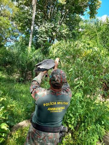 Ap&oacute;s reabilita&ccedil;&atilde;o, animais s&atilde;o soltos pela Pol&iacute;cia Militar Ambiental de Bonito