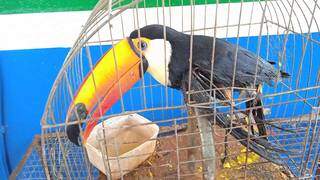 Tucano com asa fraturada &eacute; resgatado ap&oacute;s cair em p&aacute;tio de quartel da PMA