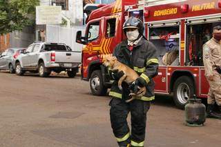 Cachorro &eacute; resgatado durante inc&ecirc;ndio em apartamento 