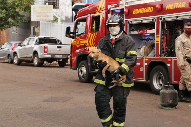 Cachorro &eacute; resgatado durante inc&ecirc;ndio em apartamento 