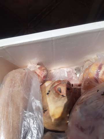 Dono de a&ccedil;ougue &eacute; preso por vender carne podre aos clientes