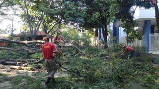 &Aacute;rvore de 20 metros cai em terreno particular e interdita rua de col&eacute;gio