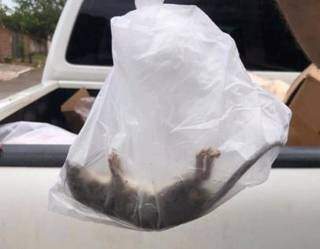 Rato morto que foi encontrado em um dos estabelecimentos. (Foto: Direto das Ruas)
