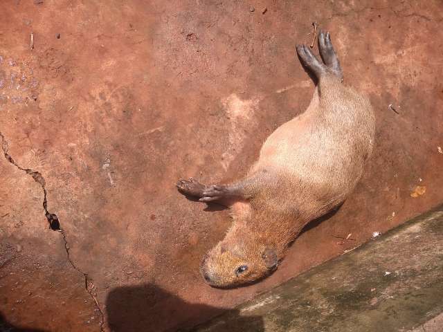 Capivara morre atropelada nos altos da Afonso Pena e filhote &eacute; resgatado ferido 