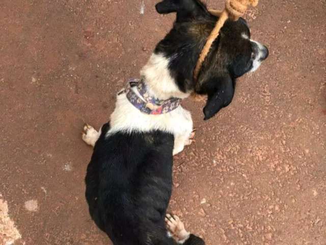 C&atilde;es desnutridos e feridos s&atilde;o resgatados em resid&ecirc;ncia