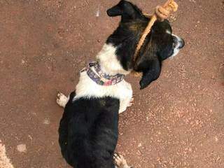 Cachorro estava amarrado com corda e desnutrido. (Foto: Divulgação/PMA)