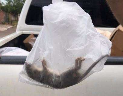Pol&iacute;cia apreende 1 t de carne em com&eacute;rcios abastecidos por ladr&otilde;es de gado
