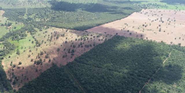 Pecuarista &eacute; multado em R$ 30,7 mil por desmatamento ilegal