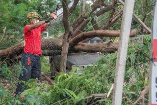 Caminhonete &eacute; atingida por &aacute;rvore na Vila Albuquerque durante temporal 