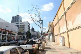 Árvores secaram em diversos trechos da Rua 14 de Julho (Foto: Paulo Francis)