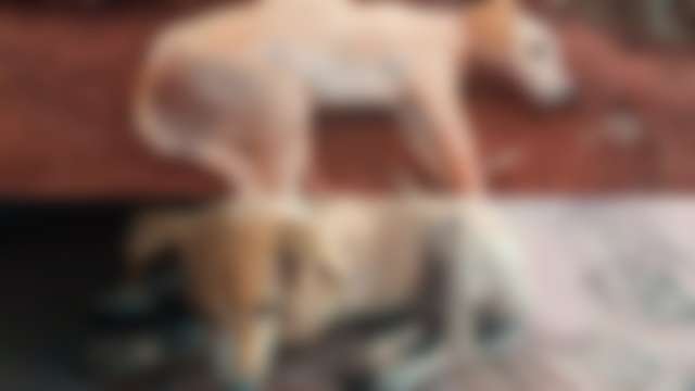 Mulher denuncia envenenamento de seis cachorros em assentamento, quatro morreram