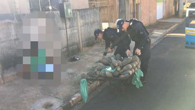 PM descobre farsa e encontra maconha camuflada em abacaxi recheado