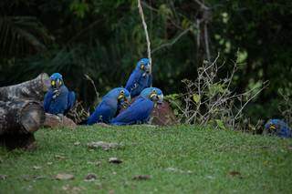 Registo de araras-azuis se alimentando no quintal do camping. (Foto: André Bittar)