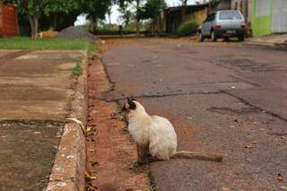 Um dos gatinhos que Marilda alimentava pelas ruas do Bairro José Abrão. (Foto: Paulo Francis)