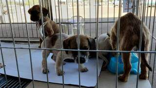 Filhotes, cães esperam pelo futuro dono em gaiola no CCZ (Foto: Divulgação)