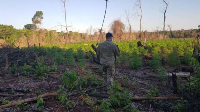 For&ccedil;a-tarefa destr&oacute;i acampamentos e seis toneladas de maconha na fronteira 