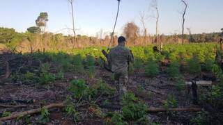 Policial em meio a uma plantação de maconha encontrada durante a operação. (Foto: MS em Foco) 