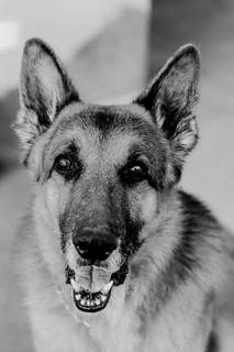 Cão sempre ganhou fotos belíssimas de fotógrafa (Foto: Tainá Boiarenco)