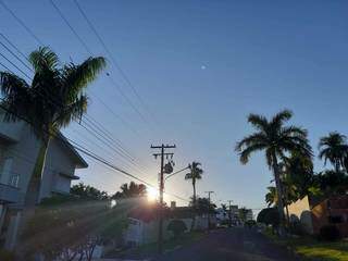 Na região do bairro, palmeiras não faltam – são as residências de cada família de araras (Foto: Raul Delvizio)