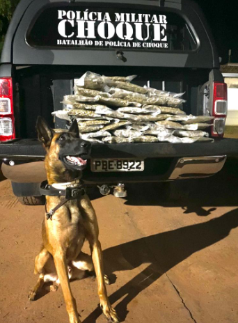 C&atilde;o fareja droga e passageira vai presa com mala cheia de maconha