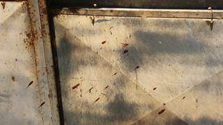 Marcas de sangue ficaram em portão da casa de adolescente (Foto: Kisie Ainoã)