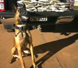 Cão policial pousa para foto após encontrar quase dez quilos de maconha em mala (Foto: divulgação/PM)