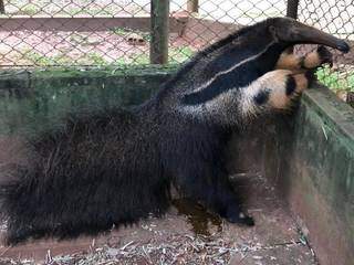 Outro tamanduá foi capturado ontem (22), em Campo Grande. (Foto: Divulgação/PMA)