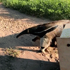 Tamanduá-bandeira faz "visita surpresa" a residência e é devolvido ao lar