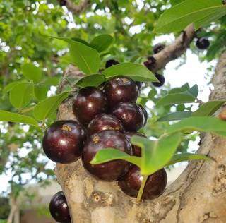 Olha o tamanho de cada fruto dessa jabuticabeira (Foto: Arquivo Pessoal)