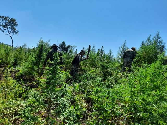 No 1&ordm; dia, opera&ccedil;&atilde;o destr&oacute;i 63 hectares de maconha na fronteira