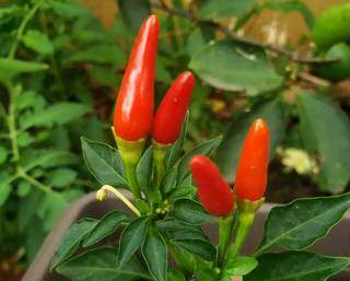 Até alguns tipos de pimentas foram plantadas (Foto: Arquivo Pessoal)